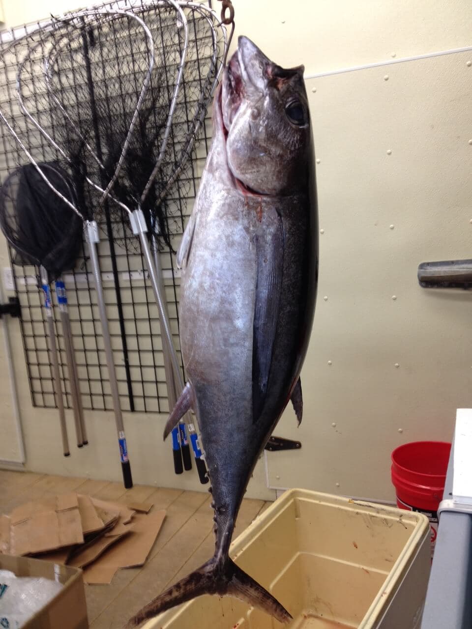 The Connecticut state record albacore tuna landed by the founders